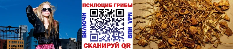 Купить где  Новоржев  Псилоцибиновые грибы Psilocybe 